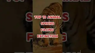 Top 10 Animal Species Facing Extinction 🥺🥺 #animals #animal #sad #top10 #facts