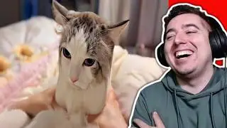 UNUSUAL MEMES COMPILATION V354 Proftrof reaction