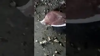вертячка у голубей Болезнь Ньюкасла лат. Pseudopestis avium, псевдочума птиц
