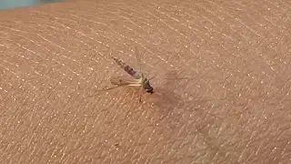 This is how the belly of a mosquito is filled