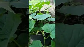 Растут огурцы в  бочке