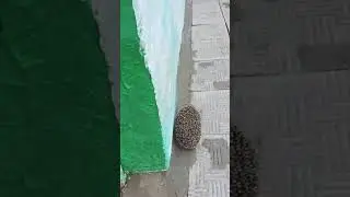 Необычный гость!!