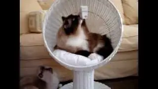 Modern Cat Furniture - The Refined Feline Kitty Ball Cat Bed™ - Floppycats