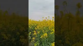 Перезимовка и развитие озимого рапса СИ Аннабелла