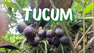 Que fruta é essa? Conheça o Tucum