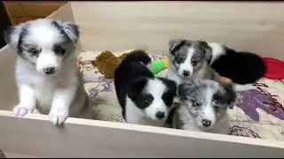 Бордер колли очаровательные щенки