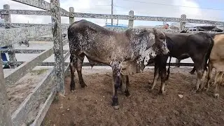 FEIRA DO BEZERROS EM CAPOEIRAS 01 novembro de 2024