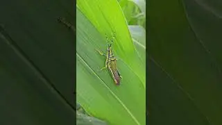 टिड्डे का आक्रमण 2023 | locust swarm eating crops | राम जी का घोडा 2023 