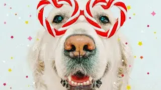 TALKING ANIMALS | IF YOU LAUGH, YOU LOSE. HARD LEVEL. IMPOSSIBLE NOT TO LAUGH