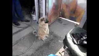 собака на двух нагах
