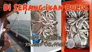 Trip Bulus Kuala Selangor