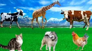 Beautiful Animals - Giraffe, Cow, Goat, Chicken, Dog, Cat - Animal Moments