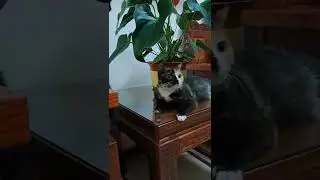 Красивый окрас