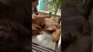Combing the Golden Retriever #retriever #dog #goldenretiever #dogbreed #pet #pets #shortsviral