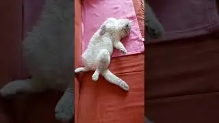 на расслабоне на чили 🤣 бодрячком пацанчики, бодрячком