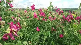 Луговое разнотравье, краски лета завораживают.