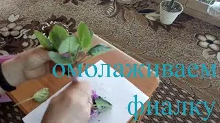 Омоложение фиалки