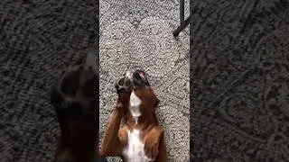 DIEREN ZIJN NET KINDEREN! 😂