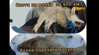 Охота на волков (волки порезали много косуль)