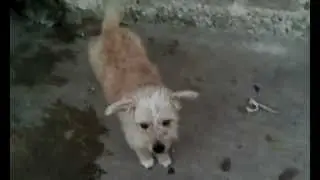 Un perro!!!!!!