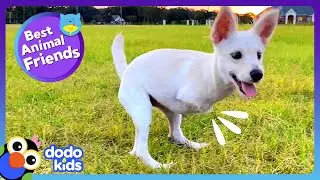 Spunky Two-Legged Pup Helps Her Best Friend Learn To Roll! | Dodo Kids | Best Animal Friends