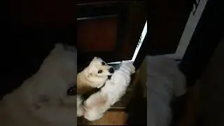 A gang of dogs goes for a walk😁☺️🤩 #animals #dog #pets #youtubeshorts