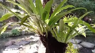Bird's Nest Fern, The Exotic Kadaka
