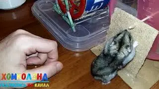 Паркур хомяка