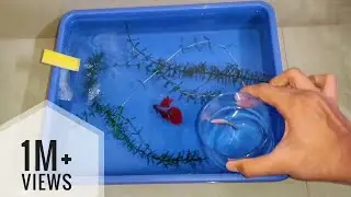 How to breed betta fish step by step.....