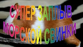 ***  SUPER ЗАПЛЫВ  МОРСКОЙ СВИНКИ / ТАКОГО ЕЩЕ НЕ ВИДЕЛИ ***