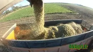 Ensilage du Maïs