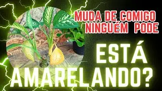 COMIGO NINGUÉM PODE AMARELANDO,O QUE FAZER?