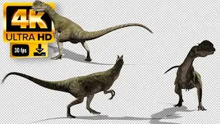 Dilophosaurus | Theropod Dinosaur Green Screen  - Footage 4K
