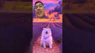 Este es el video más lindo que veras Hoy #travel