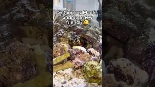Will my Mantis Shrimp like his new friend??
