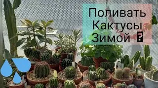 Нуждаются в поливе Кактусы и сукуленты зимой? 