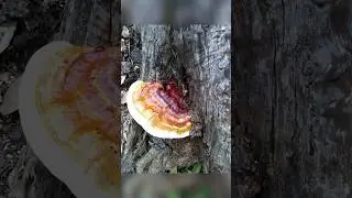 Tonight! Applied Mycology