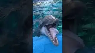 What do dolphins live
