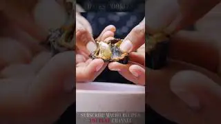 Dates Cookies Recipe | Easy Date Filled Cookies | Eid Special Recipe
