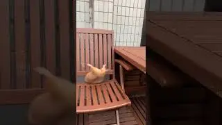 last one was personal 😂 #funny #funnyanimals