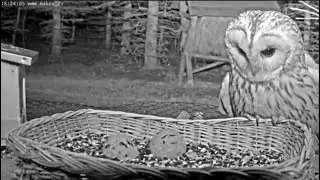 Owl visits the feeder/Сова прилетела семечек по есть