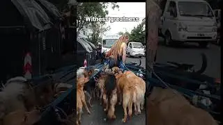 quel titre tu donnerais à cette séquence ? #dogs #chien #public #pets