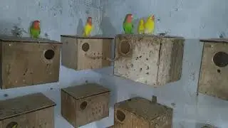 Кабачки попугаям.