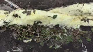 Когда открывать и подвязывать ежевику, виноград весной.