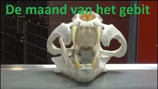 De maand van het gebit