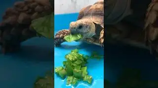KASIH MAKAN KURA-KURA PAKAI KAKTUS!? TERNYATA MEREKA SUKA!
