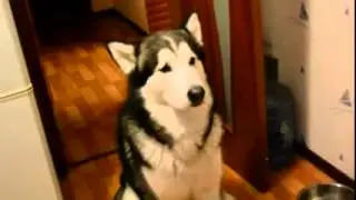Так Хаски выпросить всё что угодно