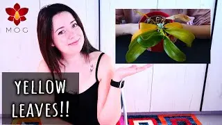 All you need to know about yellow leaves on Orchids - Orchid Care for Beginners