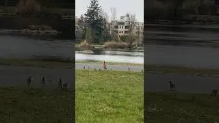 Что за птица?