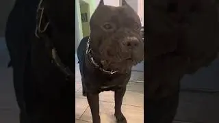 What a RAW DIET on HUGE Presa Canario Looks Like 👍